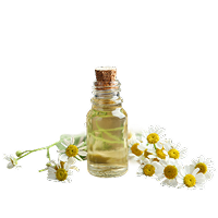 Chamomile Extract