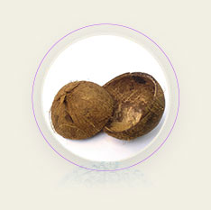 Coconut Shells 