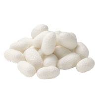 Silk Protein