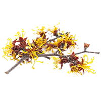 Witch Hazel